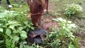 Черепаха перепугала коня - смотреть видео (0:11)