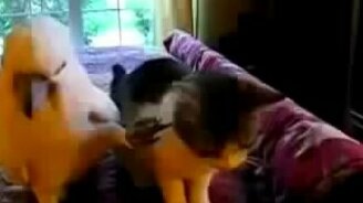 Попугай ласкает кота - смотреть видео (1:06)