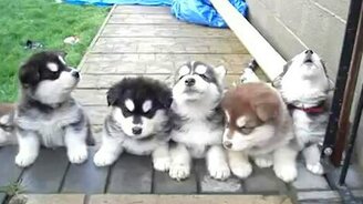 Воющие щенята хаски - смотреть видео (0:07)