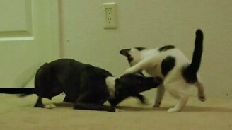 Резвый пёс играет с котёнком - смотреть видео (1:18)