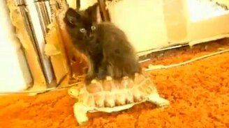 Верхом на черепахе - смотреть видео (1:17)