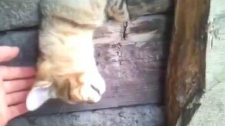 Котяра притворился мертвецом - смотреть видео (0:45)