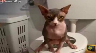 Неудачи и странности в нарезке - смотреть видео (3:29)