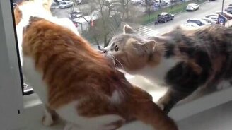 Кошка-паникёрша - смотреть видео (0:10)