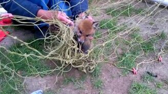 Лисёнок запутался в сетке - смотреть видео (2:32)