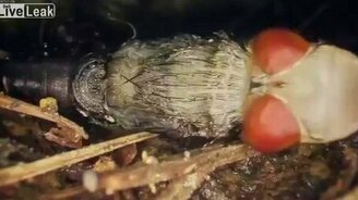 Рождение мухи - смотреть видео (1:11)