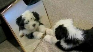 Кто там в зеркале прячется? - смотреть видео (1:57)