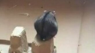 Хомяк в полёте - смотреть видео (0:08)