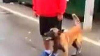 Чётко выдрессированный пёс - смотреть видео (0:56)