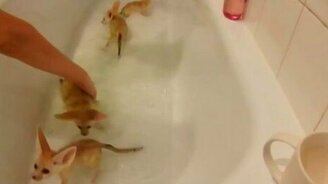 Ушастые лисята в ванной - смотреть видео (3:46)