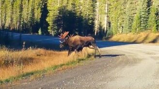 Битва двух гигантов-лосей - смотреть видео (0:43)