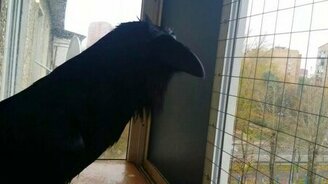 Ворон заговорил! - смотреть видео (0:06)