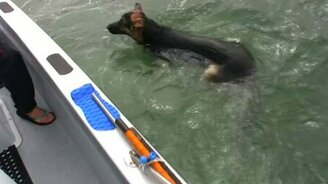 Овчарка охотится на дельфинов - смотреть видео (1:03)