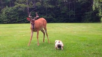 Бульдожик играет с оленёнком - смотреть видео (2:00)