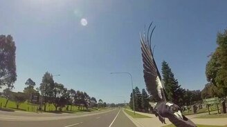 Берегись сороку! - смотреть видео (2:10)