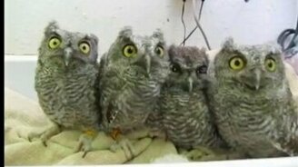 Зависшие совы - смотреть видео (0:29)