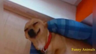 Нарезка с забавным животными - смотреть видео (8:25)