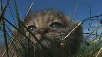 Котята манула - смотреть видео (1:23)