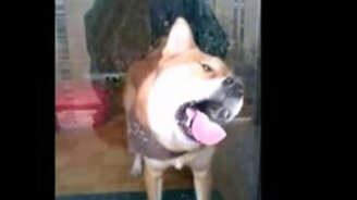 Хозяин, ну пусти погулять - смотреть видео (0:50)