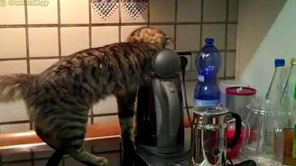 Любопытный кот в электрочайнике - смотреть видео (0:32)