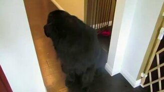 Девочка играет в прятки с собакой - смотреть видео (1:25)