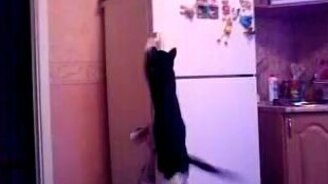 Котяра охотится за магнитиками - смотреть видео (1:11)