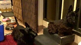 Шотландские терьеры слушают кошек - смотреть видео (0:39)