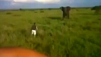Парень слона напугал - смотреть видео (0:31)