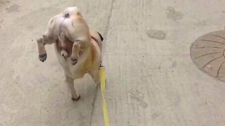 Ловкий мопс-трюкач - смотреть видео (1:16)