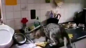 Горе-помощник на кухне - смотреть видео (2:30)