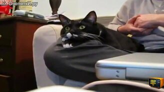 Разные очередные курьёзы - смотреть видео (3:13)