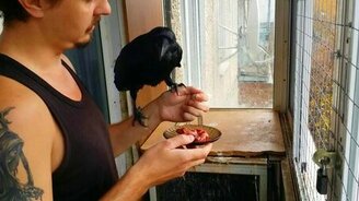 Хозяин кормит ворона - смотреть видео (0:48)