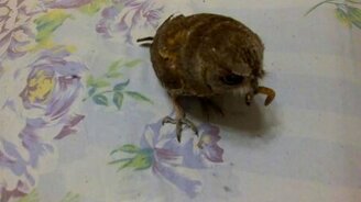 Хозяйка кормит совушек - смотреть видео (1:51)