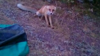 Смелый дикий лисёнок - смотреть видео (3:56)