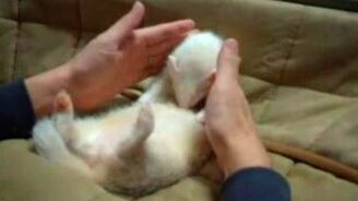 Очень крепкий сон хорька - смотреть видео (1:16)