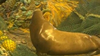 Поймали сетями сивуча - смотреть видео (1:36)