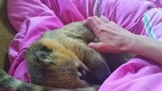 Погладь меня ещё! - смотреть видео (2:13)