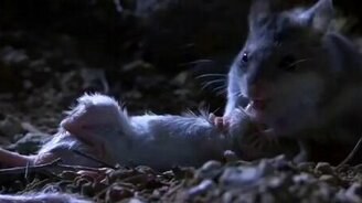 Хомяк против скорпиона - смотреть видео (3:37)