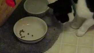 Почему кот ест именно так? - смотреть видео (2:11)