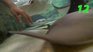 Игра: погладь ската - смотреть видео (1:02)