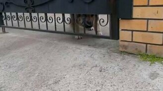 Она лает или смеётся? - смотреть видео (0:40)