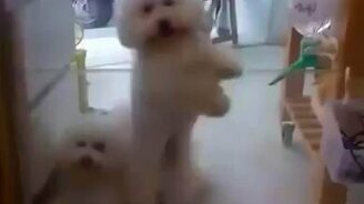 Собака танцует диско - смотреть видео (1:30)