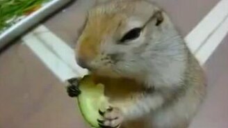 Суслик трапезничает - смотреть видео (1:42)