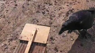 Как ворон мышей ловит - смотреть видео (0:45)