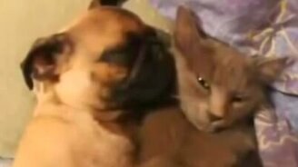 Храпящий сосед по кровати - смотреть видео (0:34)