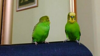 Попугайчики общаются - смотреть видео (0:59)