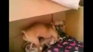 Помешала собачьему соитию - смотреть видео (0:25)