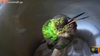 Повседневные забавности - смотреть видео (4:45)