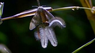 Этот загадочный природный мир - смотреть видео (1:35)