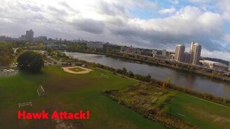 Ястреб атаковал квадрокоптер - смотреть видео (0:39)